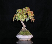 Mame Maple